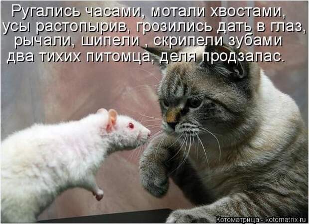 Котоматрицы (картинки с надписями)
