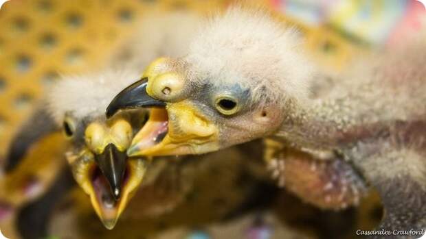 Зоопарк Цинциннати представил птенцов Кеа