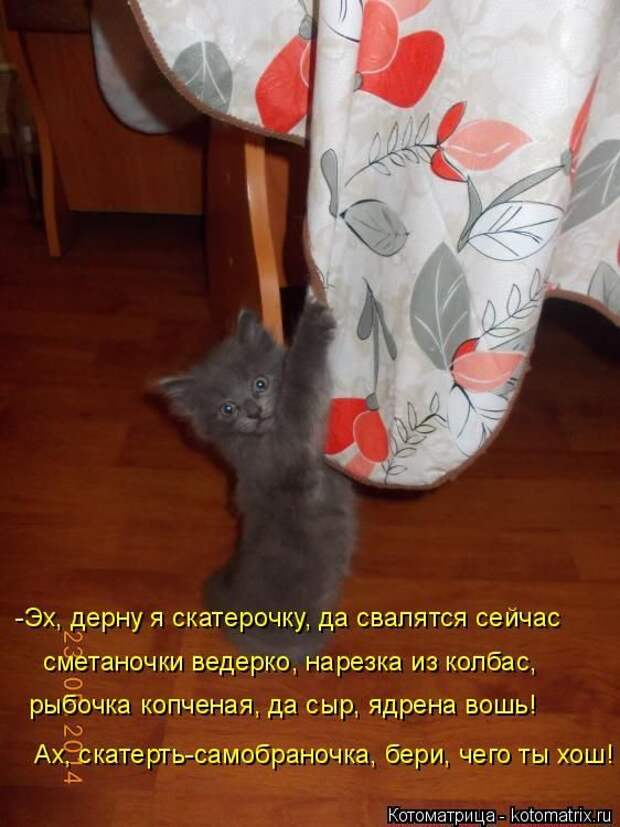Лучшие котоматрицы недели