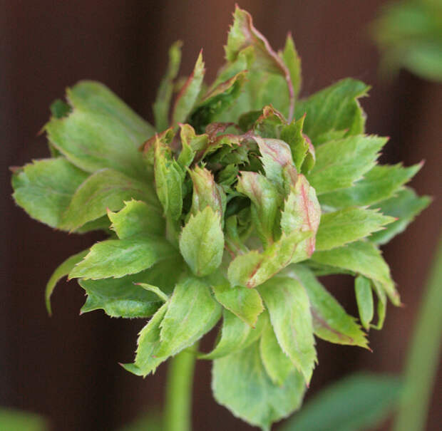 Китайская роза (R. chinensis) ‘Viridiflora’