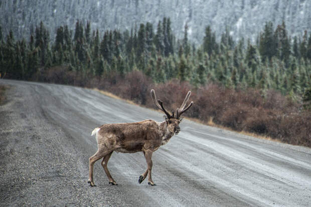 США. Аляска. Прогулка по Национальному парку Денали. (NPS Photo/Lian Law)