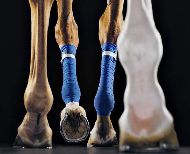 Horsei 1 Грация прекрасных лошадей в фотопроекте Equus