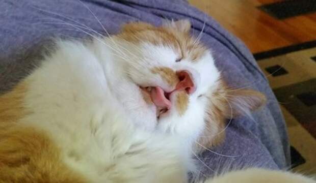 Животные-очаровашки (26 фото)