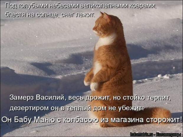 Лучшие котоматрицы недели