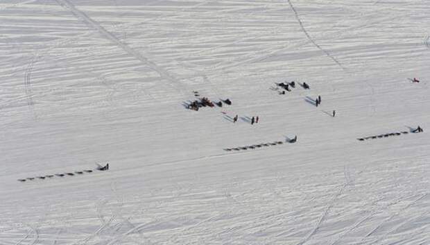 Гонка на собачьих упряжках Iditarod 2013