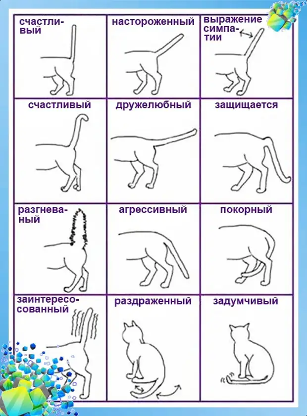 Все планы коту под хвост что значит