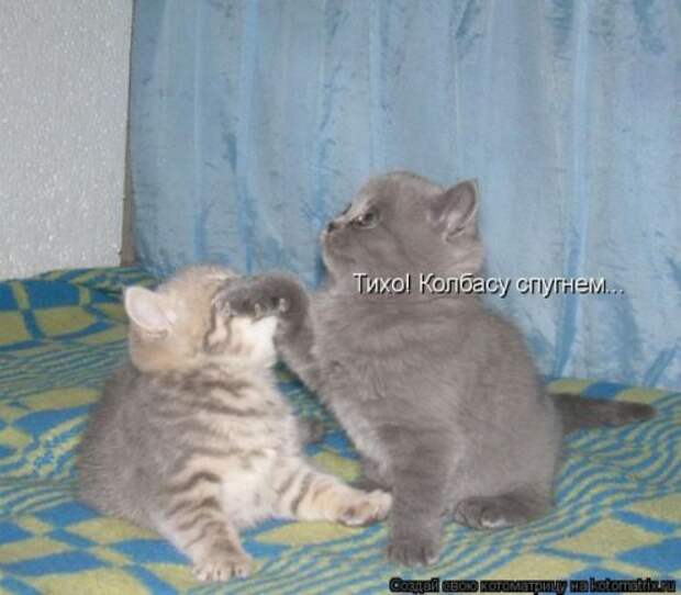 Котоматрица новые за неделю.