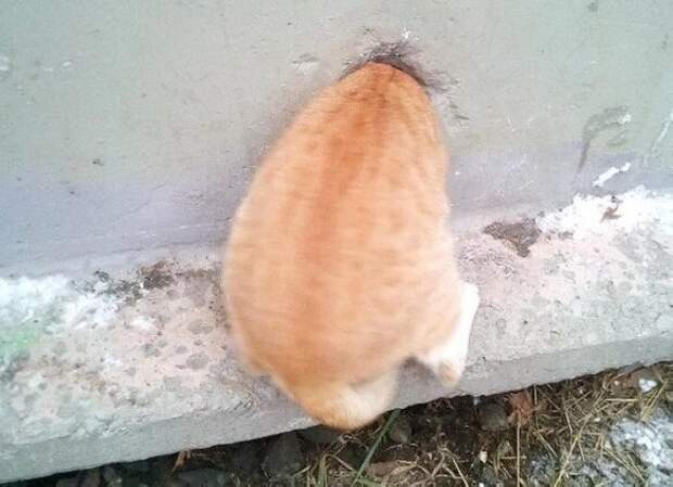 Фото Яндекс