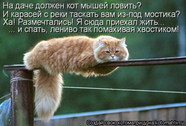 Котоматрица