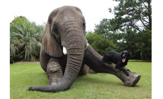 Слон подружился с собакой: удивительная история дружбы двух животных