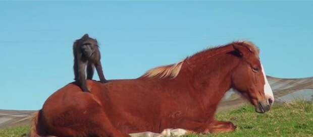 Лошадь подружилась с бабуином подружилась, лошадь, с бабуином