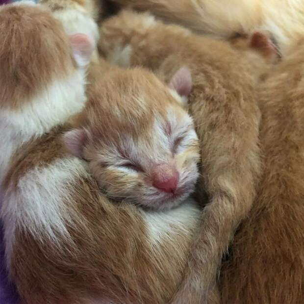 Скромная кошка благодарила девушку, которая спасла ее будущих котят Скромная кошка благодарила девушку, которая спасла ее будущих котят история, история спасения, коты, котята, кошки, помощь животным, спасение животных