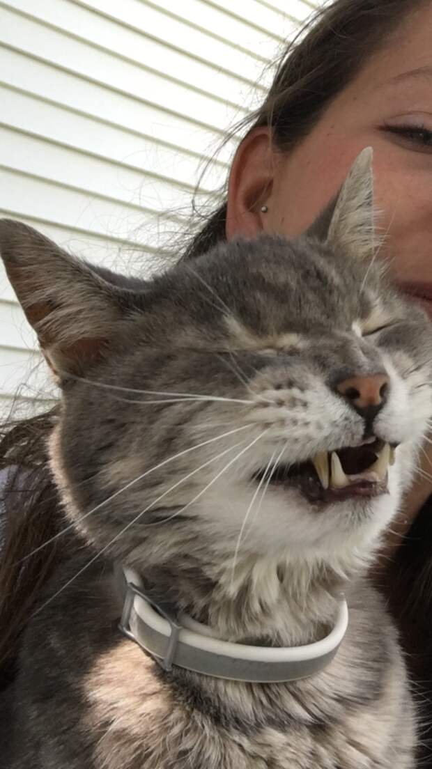 21 чихающий котик, который рассмешит вас
