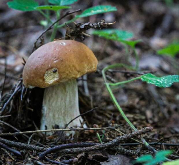 В парке «Покровское-Стрешнево» выросли грибы