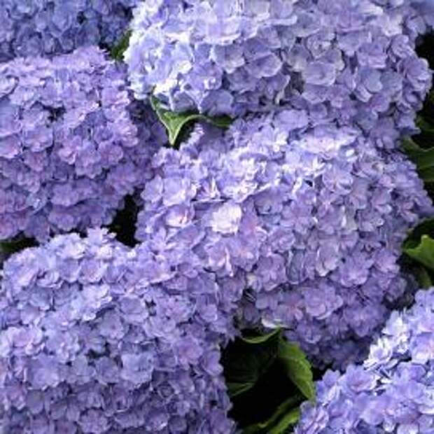 Гортензия крупнолистная (Hydrangea macrophylla)