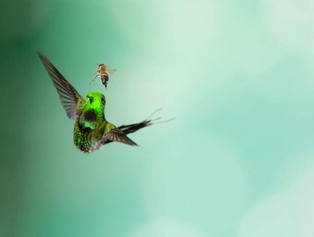 zelyonyi kolibri