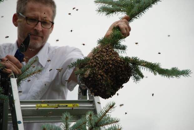 Мужчина поймал дикий рой пчел в улей
