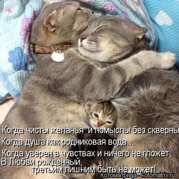 Котоматрица №36