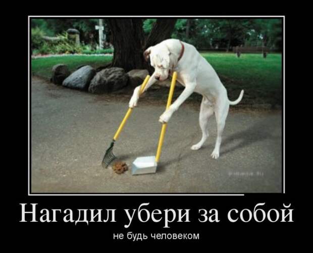 Демотиваторы демотиваторы, прикол, смех, юмор