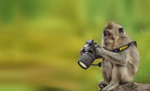 Животные-фотографы животные, фото