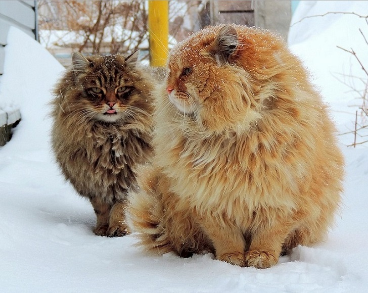 Siberian-Cats_photo-Alla-Lebedeva61