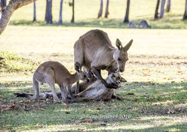 kangaroo-last-moments-joey-evan-switzer-australia-2