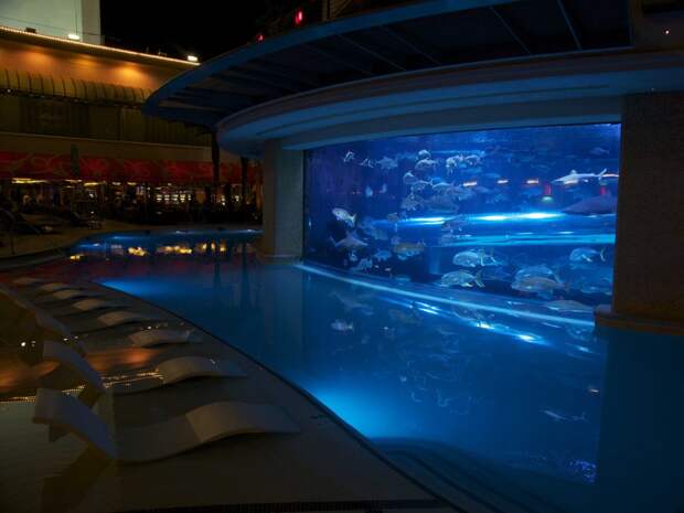 swim-with-sharks-and-dozens-of-different-types-of-fish-in-the-tank-an-aquarium-pool-at-the-golden-nugget-hotel-in-las-vegas