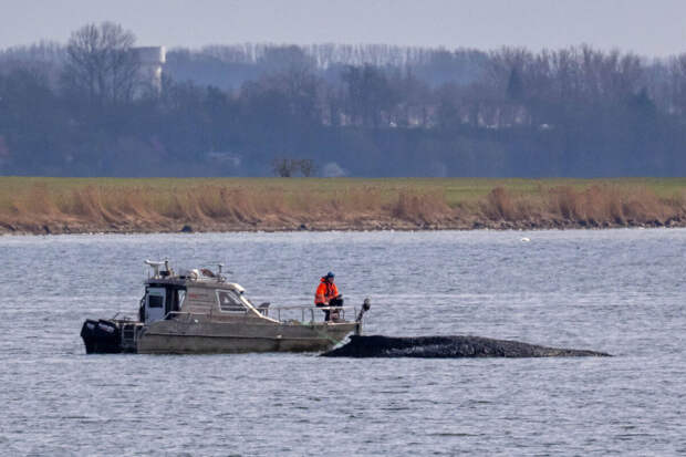 Bild: севший на мель на Балтике кит Тимми пошевелился впервые за долгое время