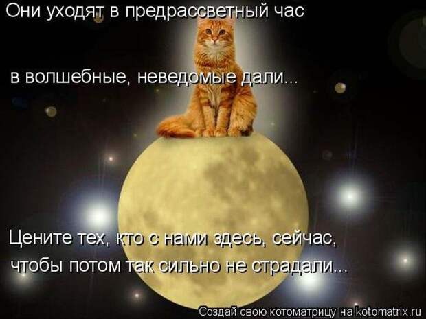 Прикольные котоматрицы Прикольные котоматрицы