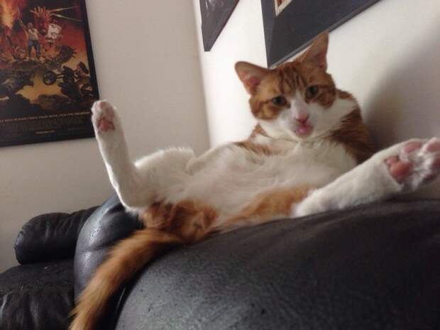 коты в похмелье 