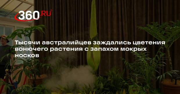 Би-би-си: в Австралии тысячи людей ждут цветения самого вонючего в мире цветка