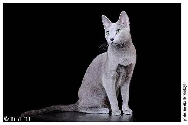 Русская голубая кошка, фото породы кошек изображение