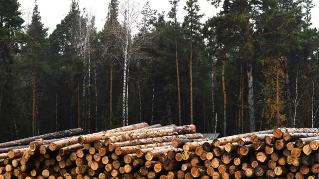 Юрист Кутараева рассказала, как сэкономить на стройматериалах