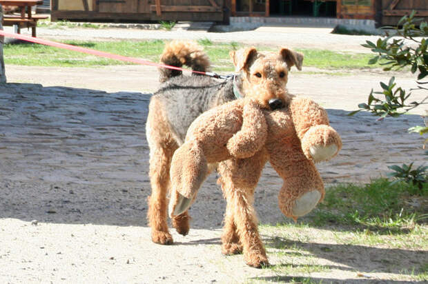 http://img1.liveinternet.ru/images/attach/c/0/120/468/120468669_osternfaelltaus7adae940d0924da59a61e4bfcc4c7c4f.jpg