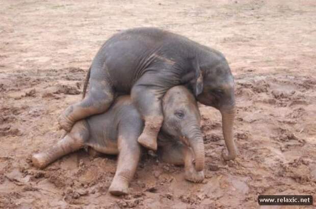 funny_animals_029