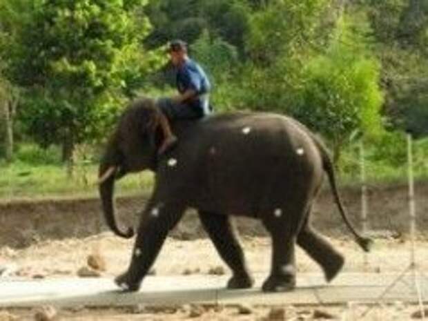 Наполовину бегущие слоны