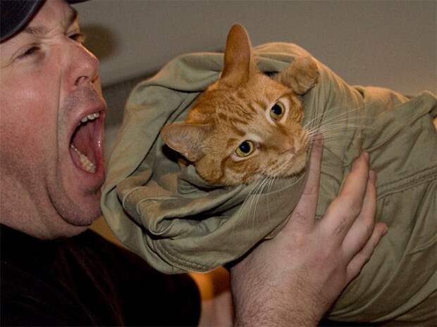 Кошачья шаурма кот, шаурма, юмор