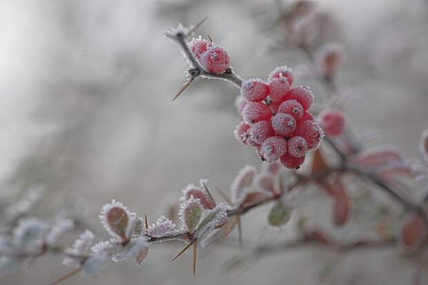 Красивые зимние фото. Природа покрытая инеем