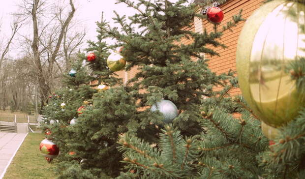 Коронавирус не повлияет на работу елочных базаров в Нижнем Новгороде