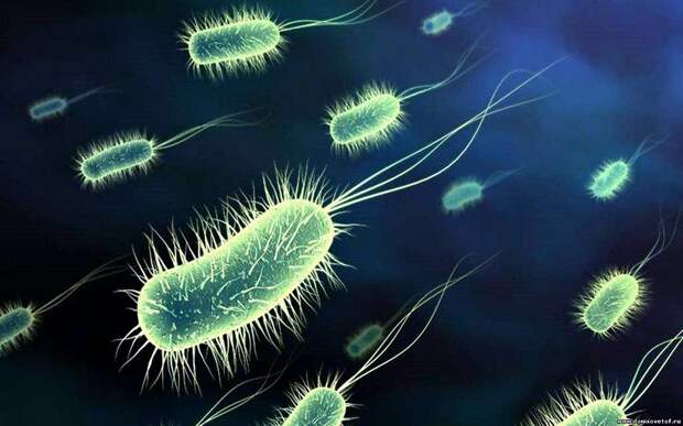 127 Удивительные факты о местах обитания коварных вирусов и бактерий