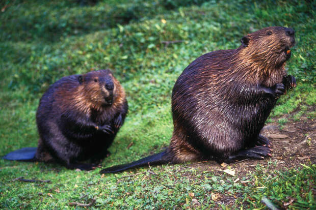 В Швейцарии запустили горячую линию для пострадавших от бобров