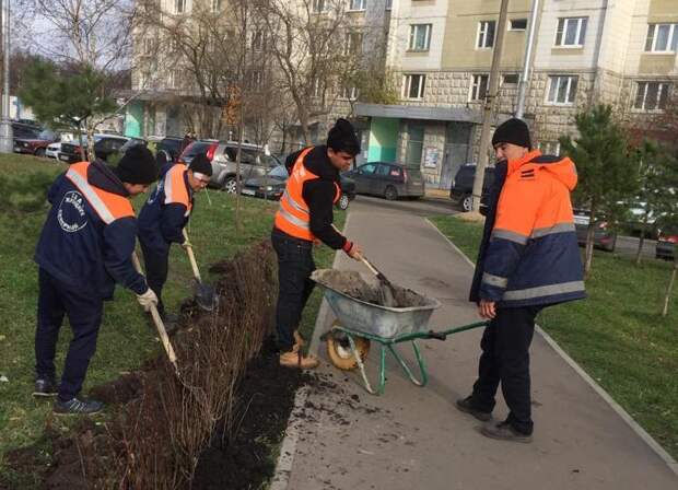 Живые изгороди высадили в Северном Фото: управа района Северный