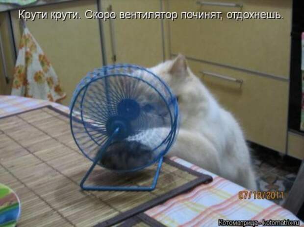 Котоматрицы(картинки с надписями)