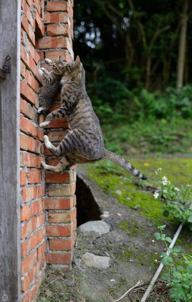 Коты, которых не берёт сила притяжения 10
