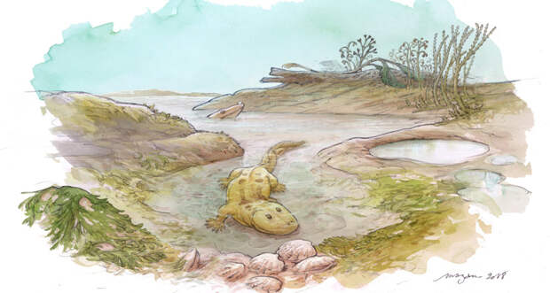 tetrapod illustration