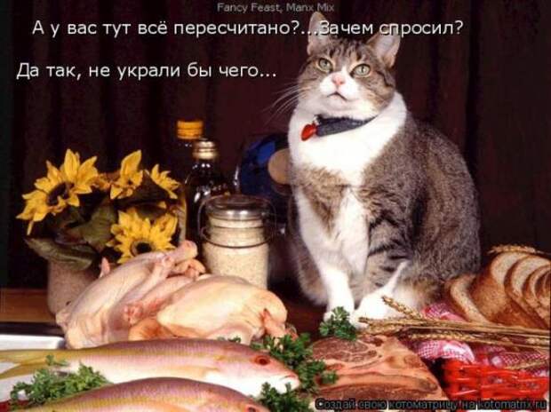 Котоматрицы (картинки с надписями)