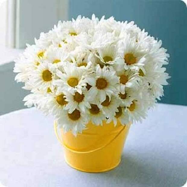 romashki_buket romashki_buket