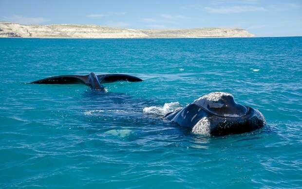 Adult southern right whale