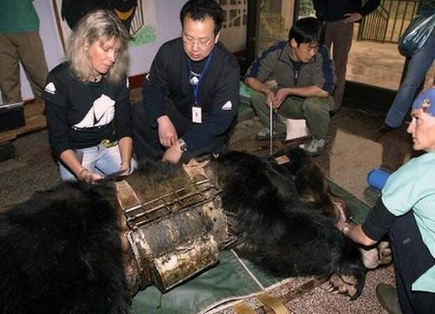 медвежьи фермы Китай, фермы по добыче желчи из Медведей, медвежья желчь, китайская медицина
