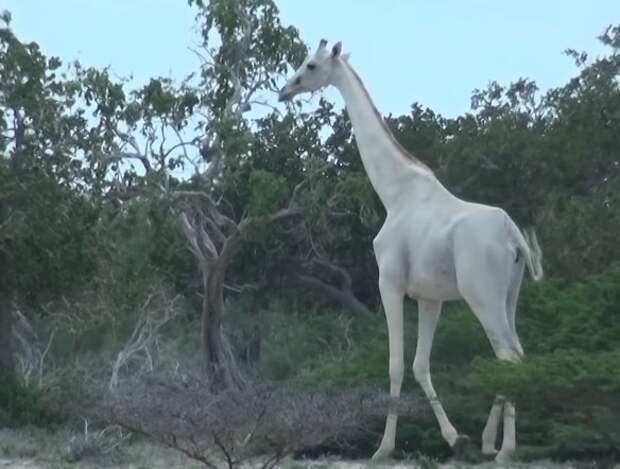 В Кении браконьеры убили редчайших белых жирафов
